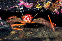 Portrait of a Long clawed squat lobster (Munida rugosa). Inverinate, Ross-shire, Ross and Cromarty, Highlands, Scotland, United Kingdom. British Isles. Loch Duich, North East Atlantic Ocean.