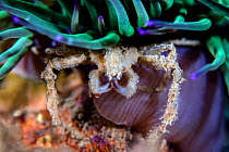 Leach&#39;s spider crab (Inachus sp.) living symbiotiocally, sheltering beneath the stinging tentacles of a Snakelocks anemone (Anemonia viridis). Swanage, Dorset, England, United Kingdom. British Isl...