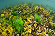 Shallow water seaweeds (including sea lettuce: Ulva spp. and serrated wrack: Fucus serratus) carpet the seabed. Looe, Cornwall, England, United Kingdom. British Isles. English Channel, North East Atla...