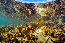 Serrated wrack (Fucus serratus) reflected in the surface as it grows in a rockpool. Looe, Cornwall, England, United Kingdom. British Isles. English Channel, North East Atlantic.