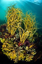 Seaweeds in shallow water, with thongweed (Himanthalia elongata) growing over serrated wrack (Fucus serratus). Falmouth, Cornwall, England, United Kingdom. British Isles. North East Atlantic Ocean.