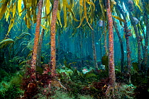Forest of tall stipes and holdfasts of Cuvie kelp (Laminaria hyperborea) with grazing common sea urchins (Echinus esculentus). Farne Islands, Northumberland, England, United Kingdom. British Isles. No...