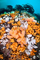 Orange and white soft corals, Dead man&#39;s fingers (Alcyonium digitatum) thriving beneath kelp (Laminaria hyperborea). St Abbs, Eyemouth, Berwickshire, Scotland, United Kingdom. British Isles. North...