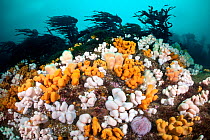 White and orange soft corals, Dead man&#39;s fingers (Alcyonium digitatum) and a common sea urchins (Echinus esculentus) beneath a Kelp forest (Laminaria hyperborea). St Abbs, Eyemouth, Berwickshire,...