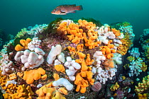 Large Ballan wrasse (Labrus bergylta) swims over white and orange soft corals, Dead man&#39;s fingers (Alcyonium digitatum) and a Common sea urchin (Echinus esculentus) St Abbs, Eyemouth, Berwickshire...