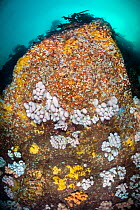 Rock wall is covered in colourful animals, including white Elegant anemones (Sargartia elegans) and orange Plumose anemones (Metridium dianthus), white soft corals, Dead man&#39;s fingers (Alcyonium d...