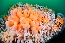 Orange and white soft corals, Dead man&#39;s fingers (Alcyonium digitatum). St Abbs, Eyemouth, Berwickshire, Scotland, United Kingdom. British Isles. North Sea.