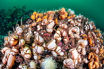 Common brittlestars (Ophiothrix fragilis) mass together on orange and white soft corals , Dead man&#39;s fingers (Alcyonium digitatum). St Abbs, Eyemouth, Berwickshire, Scotland, United Kingdom. Briti...