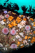 Colourful soft corals, Dead man&#39;s fingers (Alcyonium digitatum) and common sea urchins (Echinus esculentus) mass beneath a kelp forest (Laminaria hyperborea). St Abbs, Eyemouth, Berwickshire, Scot...