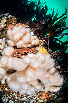 Edible crab (Cancer pagurus) sheltering in white soft corals , Dead man&#39;s fingers (Alcyonium digitatum) beneath kelp (Laminaria hyperborea). St Abbs, Eyemouth, Berwickshire, Scotland, United Kingd...