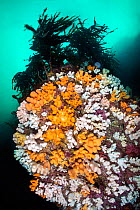 Orange and white soft corals, Dead man&#39;s fingers (Alcyonium digitatum) thriving beneath kelp (Laminaria hyperborea). St Abbs, Eyemouth, Berwickshire, Scotland, United Kingdom. British Isles. North...