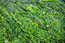 Black-lined periwinkle (Littorina compressa) on a bed of gutweed (Ulva intestinalis). St Brides Haven, Pembrokeshire, Wales, United Kingdom. British Isles. Irish Sea.
