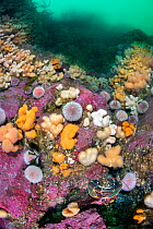European lobster (Homarus gammarus) living in soft corals , Dead man&#39;s fingers (Alcyonium digitatum) and common sea urchins (Echinus esculentus). Farne Islands, Northumberland, England, United Kin...