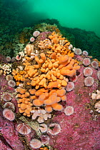Orange corals, Dead man&#39;s fingers (Alcyonium digitatum) and common sea urchins (Echinus esculentus). Farne Islands, Northumberland, England, United Kingdom. British Isles. North Sea