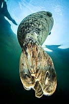 The rear flippers of a large female grey seal (Halichoerus grypus) bottling at the surface as she rests in shallow water. Farne Islands, Northumberland, England, United Kingdom. British Isles. North S...