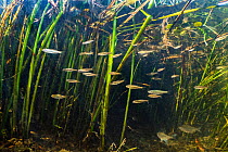 School of minnows (Phoxinus phoxinus) swim in front of reeds. River Nene, Castor, Peterborough, Cambridgeshire, England, United Kingdom.