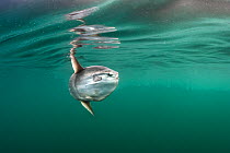 Ocean sunfish (Mola mola) swims beneath the surface of the English Channel with reflection. Penzance, Cornwall, England, United Kingdom. British Isles. North East Atlantic Ocean.