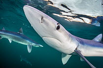 Three blue sharks (Prionace glauca) cruises beneath the surface. Penzance, Cornwall, England, United Kingdom. British Isles. North East Atlantic Ocean.