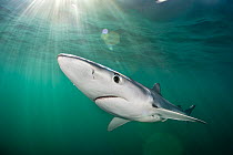 Blue shark (Prionace glauca) cruises beneath the surface of the English Channel with sunbeams and lens flare. Penzance, Cornwall, England, United Kingdom. British Isles. North East Atlantic Ocean.