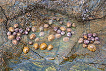 Life in a rockpool, including acorn barnacles (unidentified), black-footed limpets (Patella depressa), common limpets (Patella vulgata) and common periwinkles (Littorina littorea). Falmouth, Cornwall,...