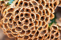 Colony of Honeycomb worms (Sabellaria alveolata) exposed at low tide. Duckpool, Bude, Cornwall, England, United Kingdom. British Isles. North East Atlantic Ocean.