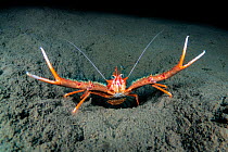 Long-clawed squat lobster (Munida rugosa) displays its claws defiantly at the entrance of its burrow. Glencoe, Ballachulish, Lochaber, The Highlands, Scotland, United Kingdom. Loch Leven, Loch Linnhe,...