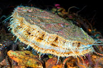 Large King scallop (Pecten maximus) on the seabed. Fort William, Lochaber, The Highlands, Scotland, United Kingdom. Loch Linnhe, North East Atlantic Ocean. British Isles