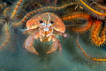 Anemone hermit crab (Pagurus prideaux) carrying an anemone (Adamsia palliata) digs in the sand at the base of a bed of common brittlestars (Ophiothrix fragilis). Fort William, Lochaber, The Highlands,...