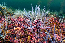 Bed of Hedgehog maerl / Pink coralline algae (Lithothamnion glaciale) is colonised by common brittlestars (Ophiothrix fragilis). Tayvallich, Argyll and Bute, The Highlands, Scotland, United Kingdom. L...