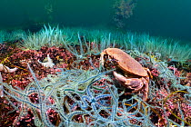 Edible crab (Cancer pagurus) feeding on a Bed of Hedgehog maerl / Pink coralline algae (Lithothamnion glaciale) is colonised by common brittlestars (Ophiothrix fragilis). Tayvallich, Argyll and Bute,...