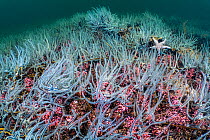 Bed of Hedgehog maerl / Pink coralline algae (Lithothamnion glaciale) is colonised by common brittlestars (Ophiothrix fragilis) and a common starfish (Asterias rubens). Tayvallich, Argyll and Bute, Th...