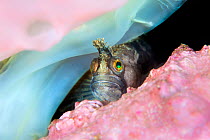 Portrait of a Yarrell&#39;s blenny (Chirolophis ascanii) in a crack in the rocks, encrusted with pink coralline algae)Kinlochbervie, Sutherland, The Highlands, Scotland, United Kingdom. Loch Inchard,...
