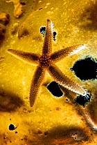 Common starfish (Asterias rubens) backlit on a frond of sugar kelp (Laminaria saccharina). Kinlochbervie, Sutherland, The Highlands, Scotland, United Kingdom. Loch Inchard, The Minch, North East Atlan...