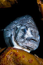 Distinctively grey coloured female Lumpsucker (Cyclopterus lumpus) attached to a kelp frond with her sucker (modified pelvic fins) The females of this species are rarely seen in shallow water. Kinloch...