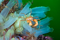 Sponge spider crab / Decorator crab (Inachus sp) clambers over Sea vases (Ciona intstinalis). Kinlochbervie, Sutherland, The Highlands, Scotland, United Kingdom. Loch Inchard, The Minch, North East At...