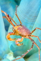 Sponge spider crab / Decorator crab (Inachus sp) on Sea vases (Ciona intstinalis). Kinlochbervie, Sutherland, The Highlands, Scotland, United Kingdom. Loch Inchard, The Minch, North East Atlantic Ocea...