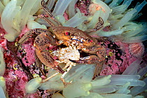 Velvet swimming crab (Necora puber) feeding on a sea toad (Hyas sp.) in a bed of sea squirts. Kinlochbervie, Sutherland, The Highlands, Scotland, United Kingdom. Loch Inchard, The Minch, North East At...
