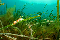 Nudibranch (Polycera quadrilineata) crawling up a blade of eelgrass (Zostera marina) in a seagrass meadow. Portland Harbour, Weymouth, Dorset, England, United Kingdom. English Channel.
