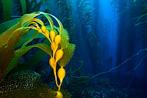 Air-filled bladders of Giant kelp (Macrocystis pyrifera) help a new plant reach up towards the surface. Santa Barbara Island, Channel Islands. Los Angeles, California, United States of America. North...