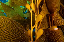 Air-filled bladders of Giant kelp (Macrocystis pyrifera). Santa Barbara Island, Channel Islands. Los Angeles, California, United States of America. North East Pacific Ocean.