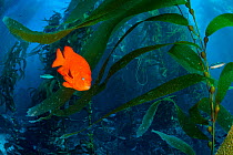 Orange Garibaldi damselfish (Hypsypops rubicundus) in a giant kelp (Macrocystis pyrifera) forest. Santa Barbara Island, Channel Islands. Los Angeles, California, United States of America. North East P...