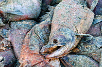 Group of dead Sockeye salmon (Oncorhynchus nerka) washed up alongside their spawning river. Salmon die after spawning, but the nutrient boost provided by the decaying bodies, powers the food chain tha...