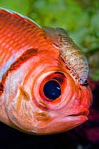 Portrait of a Blackbar soldierfish (Myripristis jacobus) infected with cymothoid isopod parasites. The large parasite between the eyes is a female, the smaller individuals are males. Seven Mile Beach,...