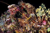 Spotted spiny lobster (Panulirus guttatus) crawling over a coral reef at night. East End, Grand Cayman, Cayman Islands, British West Indies. Caribbean Sea.