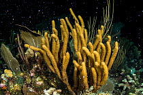 Colony of Sea plumes (Pseudopterogorgia sp.) spawning at night in later summer. East End, Grand Cayman, Cayman Islands, British West Indies. Caribbean Sea.