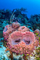 Group of young Giant barrel sponges (Xestospongia muta) growing on the wall of a coral reef, with creole wrasse (Clepticus parrae). East End, Grand Cayman, Cayman Islands, British West Indies. Caribbe...