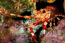 Red banded lobster (Justitia longimanus) sheltering in a crevice in a coral reef. East End, Grand Cayman, Cayman Islands, British West Indies. Caribbean Sea.