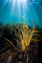 Thongweed (Himanthalia elongata) in sun beams surrounded by kelp (Laminaria sp.). This common seaweed has a two stage morphology, seen here is the strap-like reproductive frond, which can reach up to...