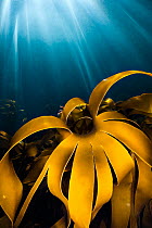 Detail of Golden kelp (Laminaria ochroleuca) with sun beams.  Lundy Island, Devon, England,  British Isles. Bristol Channel. North East Altantic Ocean. This species is only found in South West England