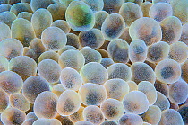 Detail of the expanded polyps of Bubble coral (Plerogyra sp.) on a reef. Baa Atoll, Maldives. Indian Ocean